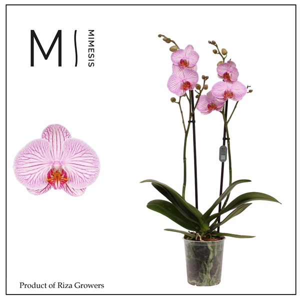 <h4>Mimesis Phal. Dominion - 2 spike 12cm</h4>