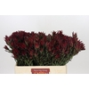 Leucadendron Blush Spray