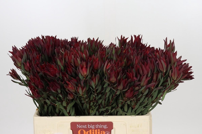 Leucadendron Blush Spray