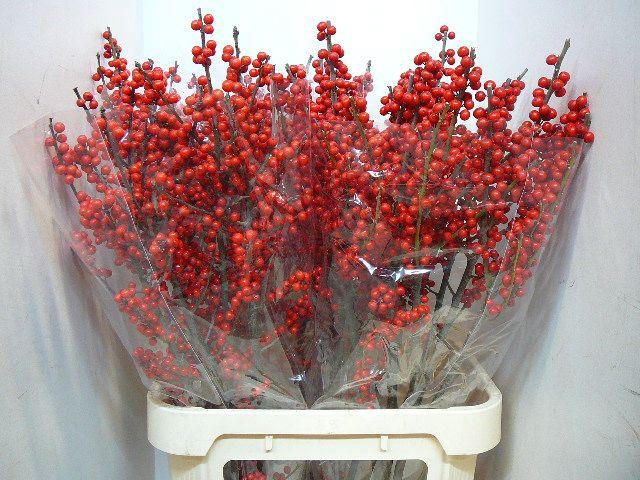 <h4>ILEX VE RODE BES</h4>