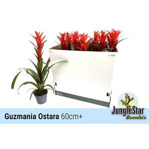 GUZM OSTARA