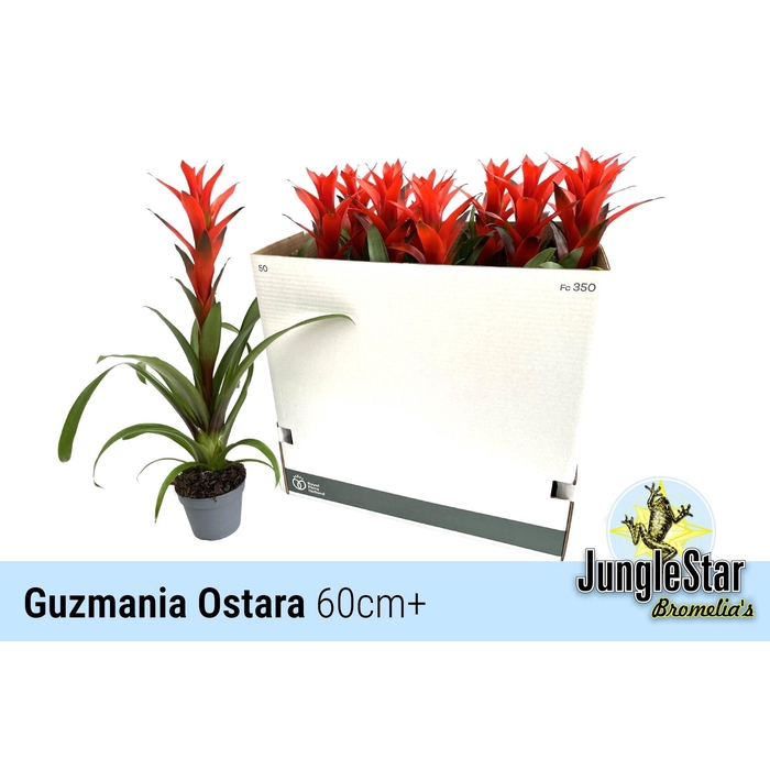 <h4>GUZM OSTARA</h4>