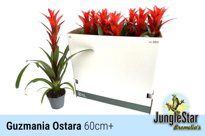 GUZM OSTARA