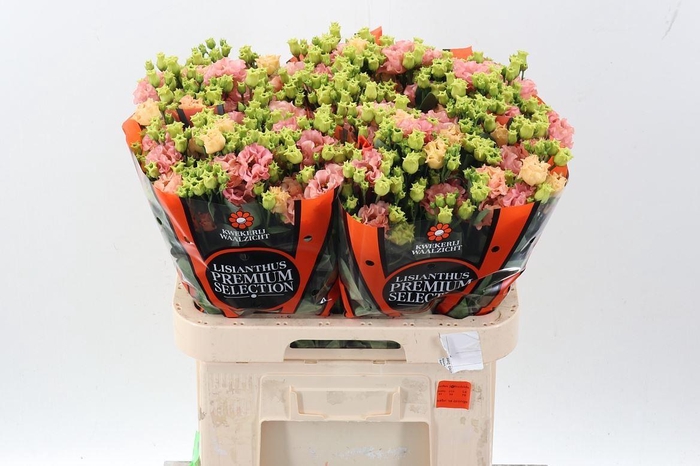 <h4>LIS G SABRINA ORANGE EUS G SABRINA</h4>