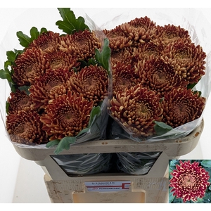 Chr G Ankara Red Duijvenstijn