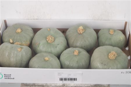 <h4>Cuc P Tutti Frutti X8</h4>