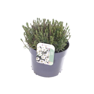 Arenaria montana Blizzard Compact