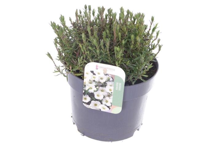 <h4>Arenaria montana Blizzard Compact</h4>