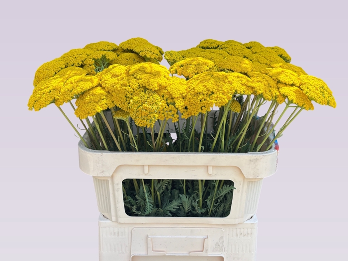 <h4>ACHIL F PARK VARIETY</h4>
