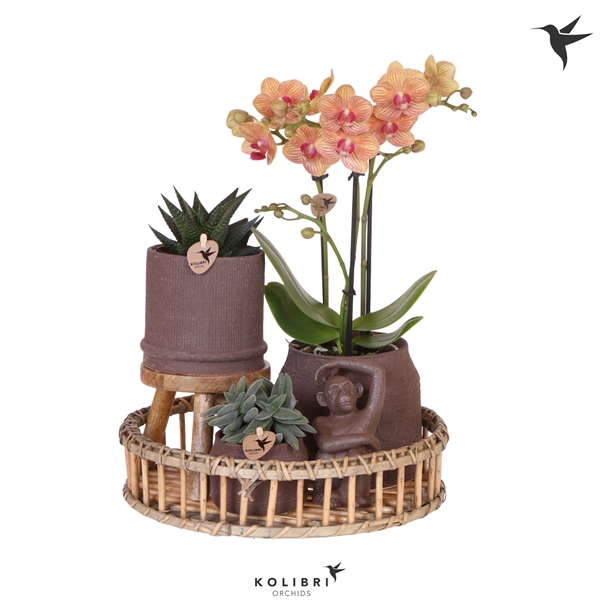 <h4>Kolibri Green up your home Gift Set Culture Cocktail</h4>