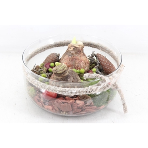 arr4 Amaryllis MB - Glas schaal rope L RD x2