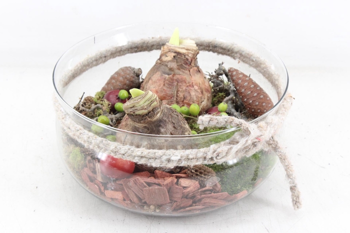 <h4>arr4 Amaryllis MB - Glas schaal rope L RD x2</h4>