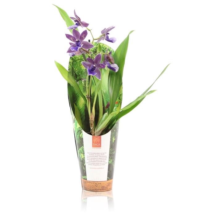<h4>Inca Zygopetalum Impasto Blue 1 spike 9cm in luxury jungle cover</h4>