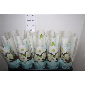 Hippeas Arctic White 1 Knop