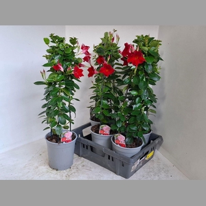 MANDE SUN RED 75 CM