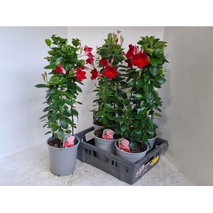 MANDE SUN RED