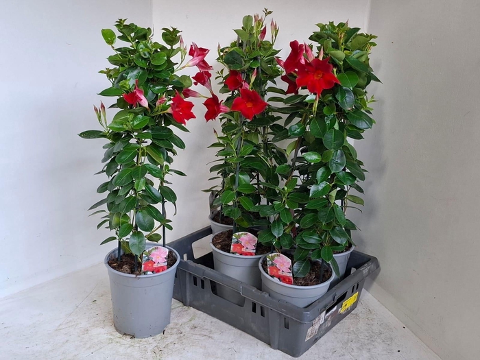 <h4>MANDE SUN RED</h4>