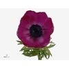 Anemone Galil Purper