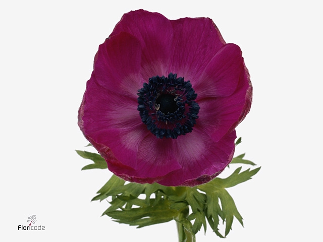 Anemone Galil Purper