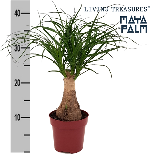 <h4>Beaucarnea "Maya Palm" stam P12</h4>