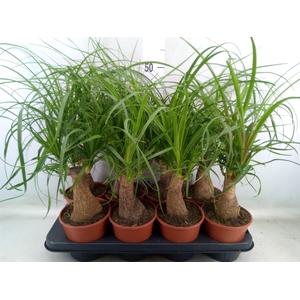 Beaucarnea recurvata