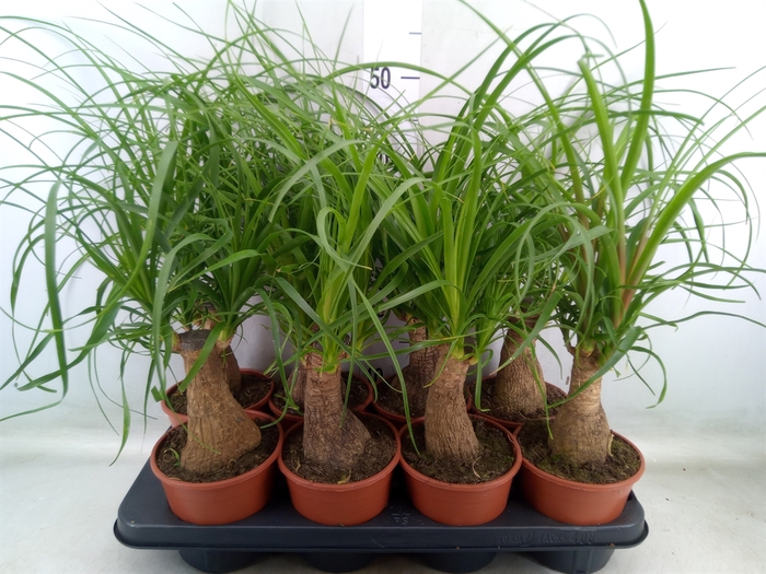 <h4>Beaucarnea recurvata</h4>