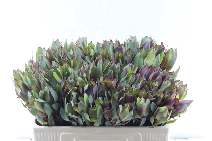 <h4>Leucad Senorita</h4>