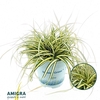 Carex hachijoensis Evergold