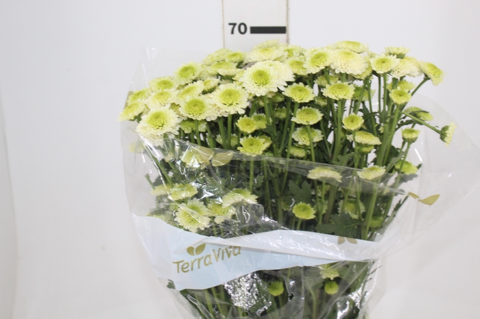 <h4>CRISANTEMO SANTINI FAROE 070 CM</h4>