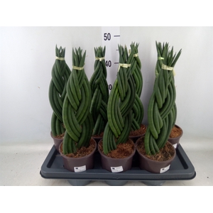 Sansevieria cyl.  ...