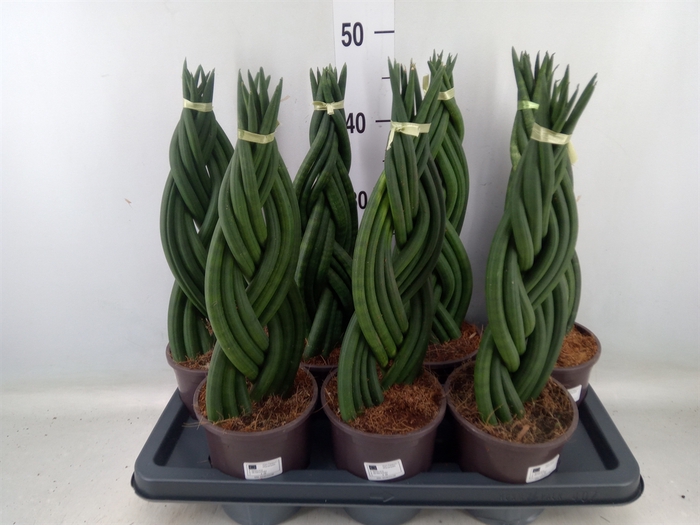 <h4>Sansevieria cyl.  ...</h4>