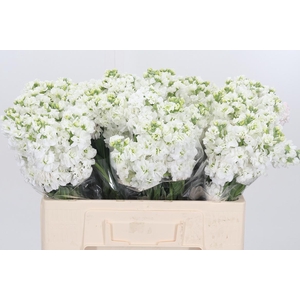 Matthiola Incana Wit