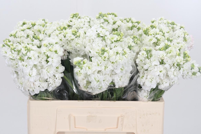 <h4>Matthiola Incana Wit</h4>