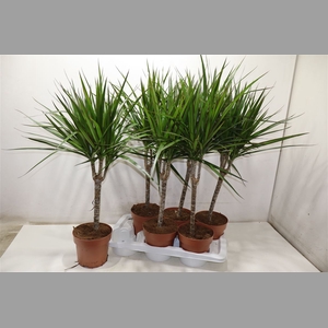 Dra Marginata
