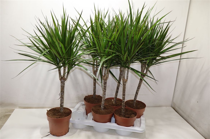 <h4>Dra Marginata</h4>