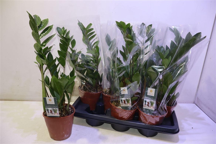 <h4>Zamio Zamiifolia</h4>