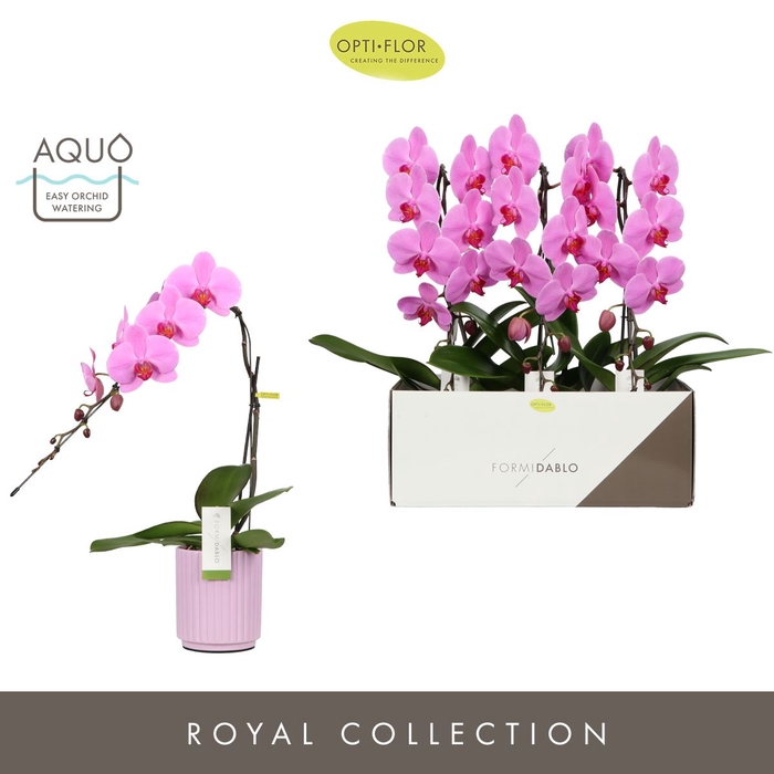 <h4>Phalaenopsis overig roze (enkele ta</h4>