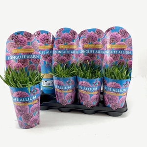 Allium Longlife P14 C2