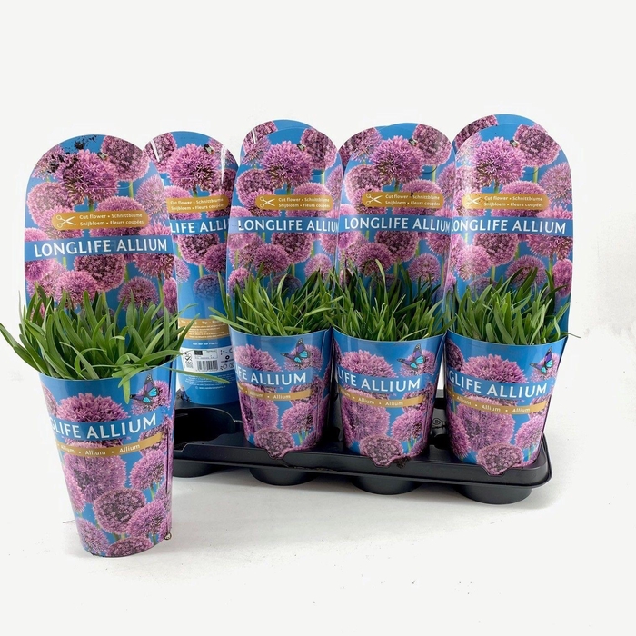 <h4>Allium Longlife P14 C2</h4>
