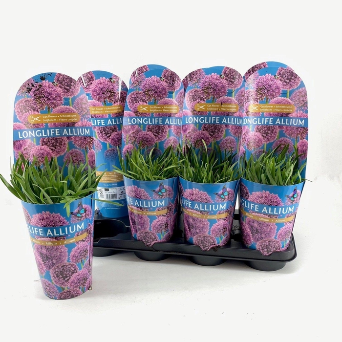 <h4>Allium Longlife P14 C2</h4>