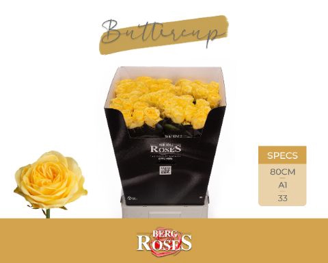 <h4>Rozen R GR Buttercup 34</h4>