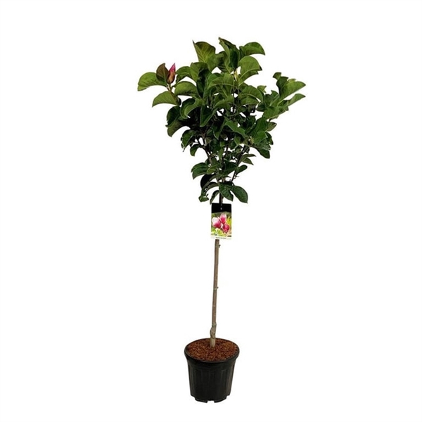<h4>Magnolia 'Red As Red'</h4>