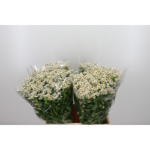 Tanacetum Pa Single Vegmo