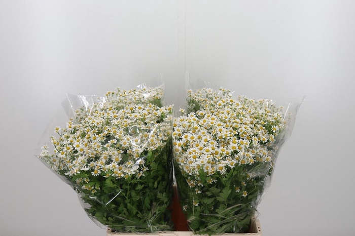 <h4>Tanacetum Pa Single Vegmo</h4>