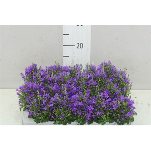 Campanula Port Royal Blue Mini