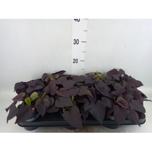 Ipomoea batatas 'Blackie'