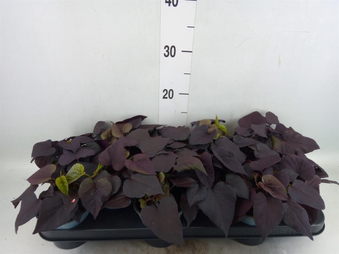 <h4>Ipomoea batatas 'Blackie'</h4>