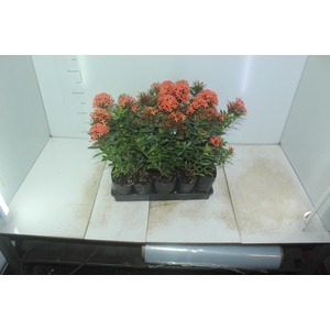 IXORA MINI VERMELHO SAQ 30