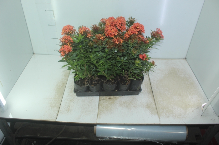 <h4>IXORA MINI VERMELHO SAQ 30</h4>