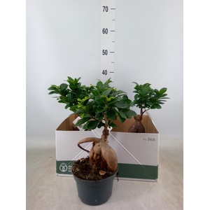 Ficus microcarpa 'Ginseng'